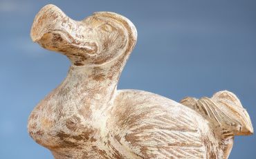 Hvad betyder dodo? Raphus Cucullatus